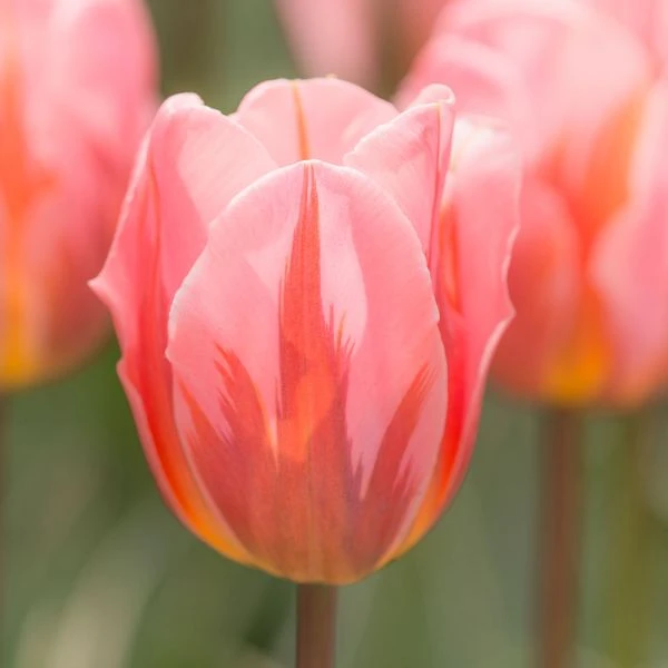 Tulip 'Pretty Princess' - Image 5