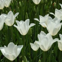 Tulip 'White Triumphator'