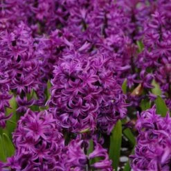 Hyacinthus Orientalis 'Purple Sensation'