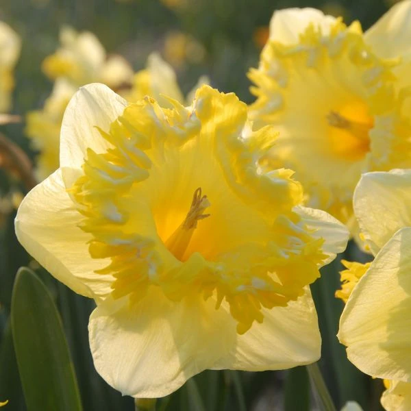 Narcissus 'Snowtip' - Image 2