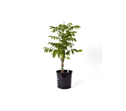 Wisteria Floribunda Lavender Falls