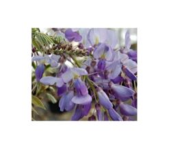 Wisteria Frutescens 'Amethyst Falls'