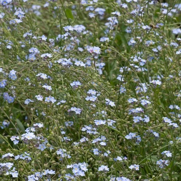 Myosotis Sylvatica