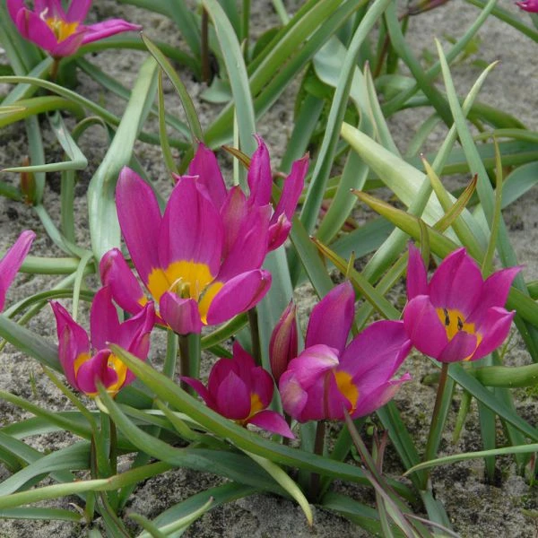 Tulip Humilis 'Eastern Star' - Image 3