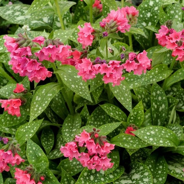 Pulmonaria 'Shrimps On The Barbie' - Image 2