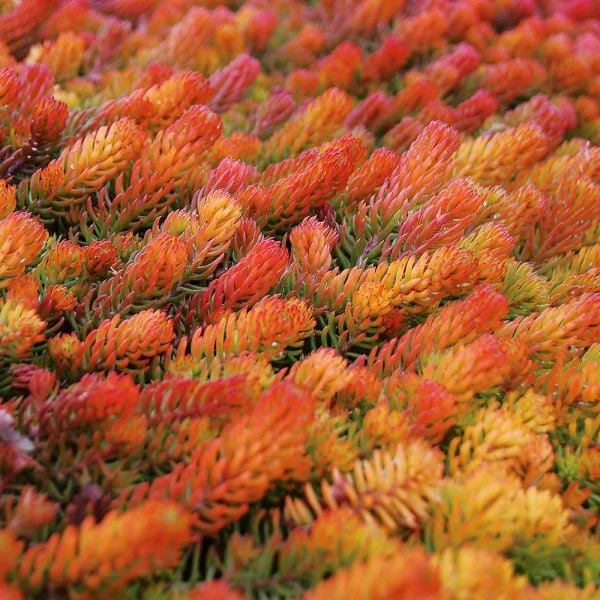 Sedum Rupestre 'Angelina' - Image 4