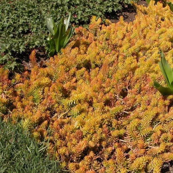 Sedum Rupestre 'Angelina' - Image 5