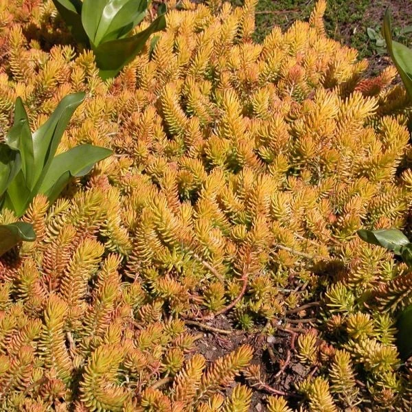 Sedum Rupestre 'Angelina' - Image 6