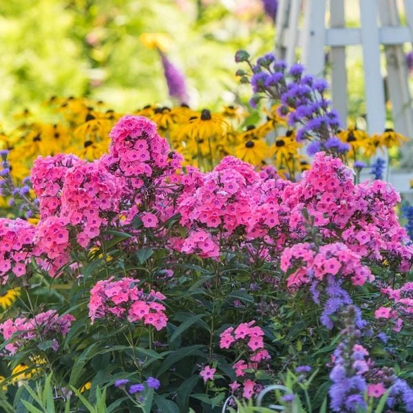 Phlox Paniculata Candy Store® Coral Crème Drop - Image 2