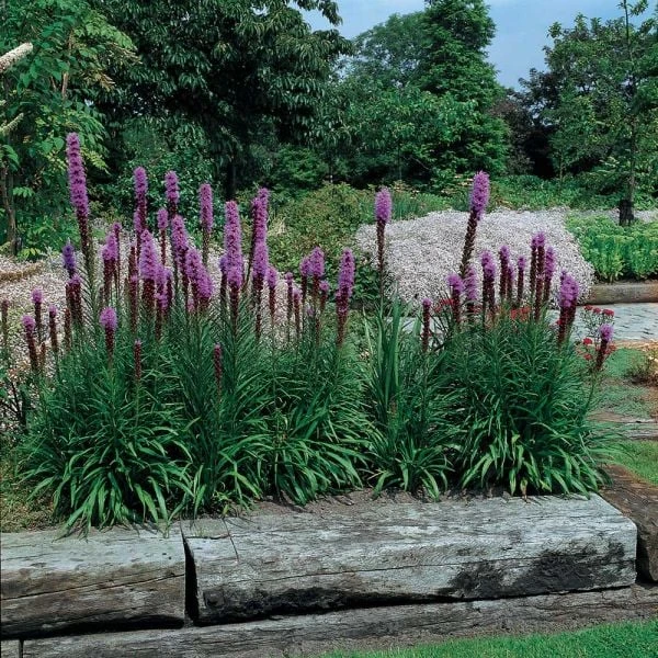 Liatris Spicata 'Kobold' - Image 4