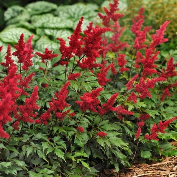 Astilbe X Arendsii 'Fanal' - Image 2