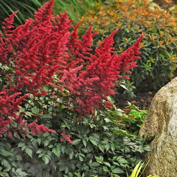 Astilbe X Arendsii 'Fanal' - Image 3
