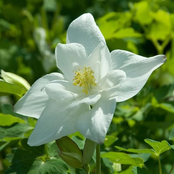 Aquilegia 'Dove' - Image 2
