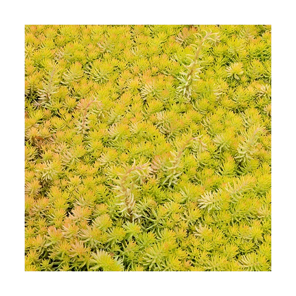 Springtime Sizzle Hyacinth, Forget-me-not & Sedum Collection - Image 2