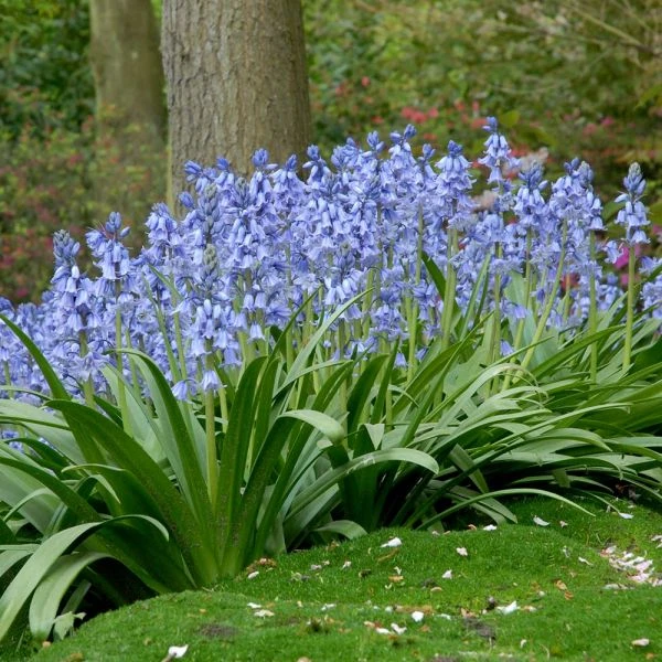Hyacinthoides Hispanica 'Excelsior'