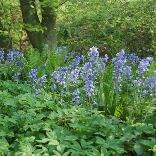 Hyacinthoides Hispanica 'Excelsior' - Image 2