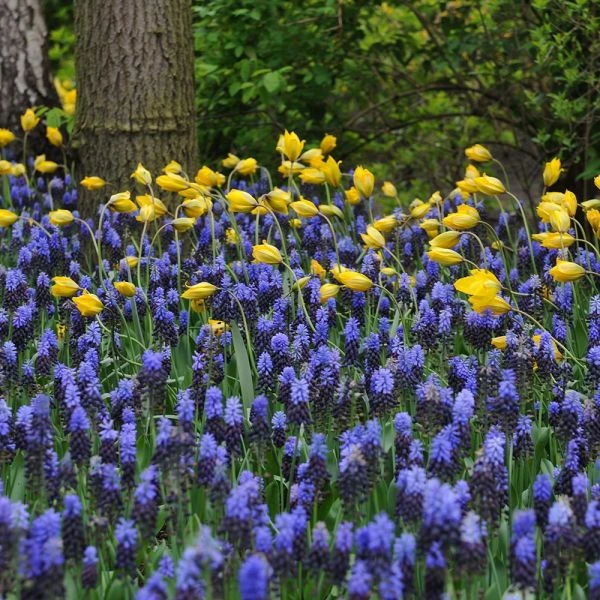 Muscari Latifolium - Image 2