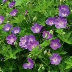 Geranium Rozanne®