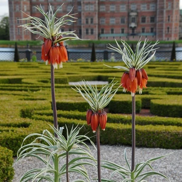 Fritillaria Imperialis 'Aureomarginata' - Image 2
