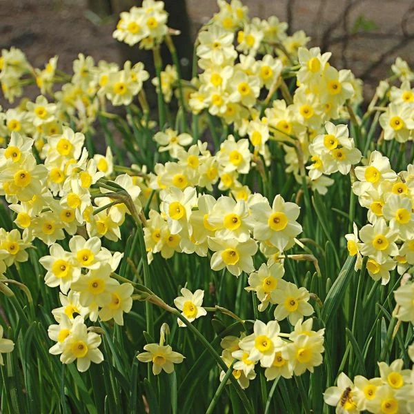 Award-winning Miniature Daffodils - Image 3