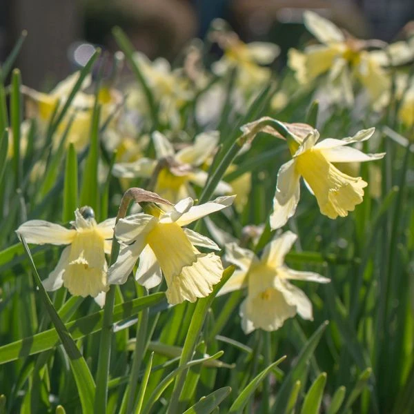 Award-winning Miniature Daffodils - Image 2