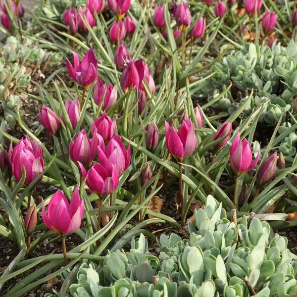 Tulip Humilis 'Eastern Star' - Image 4