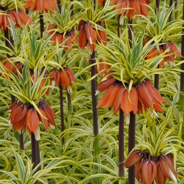 Fritillaria Imperialis 'Aureomarginata' - Image 5