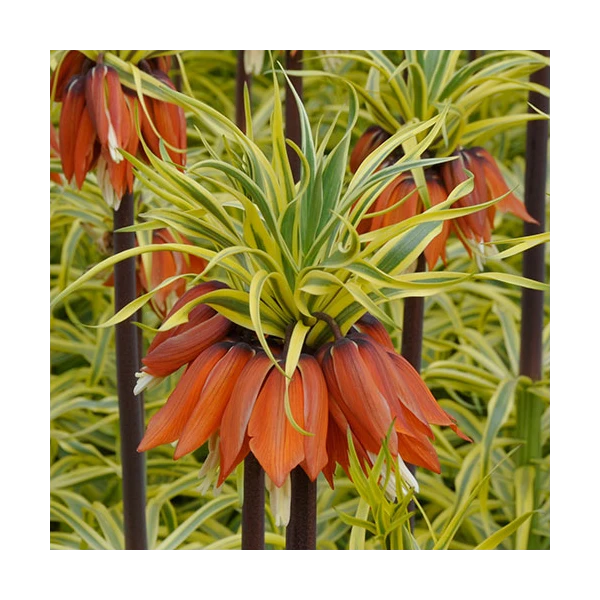 Fritillaria Imperialis 'Aureomarginata' - Image 6