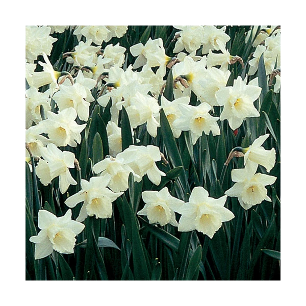 White Trumpet Solo Daffodil Mix - Image 5
