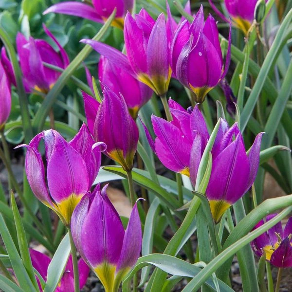 Tulip Humilis 'Eastern Star' - Image 2