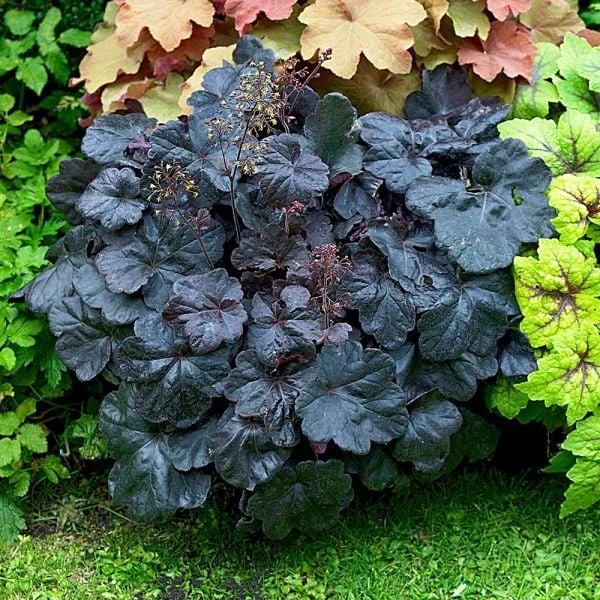 Heuchera 'Obsidian' - Image 2