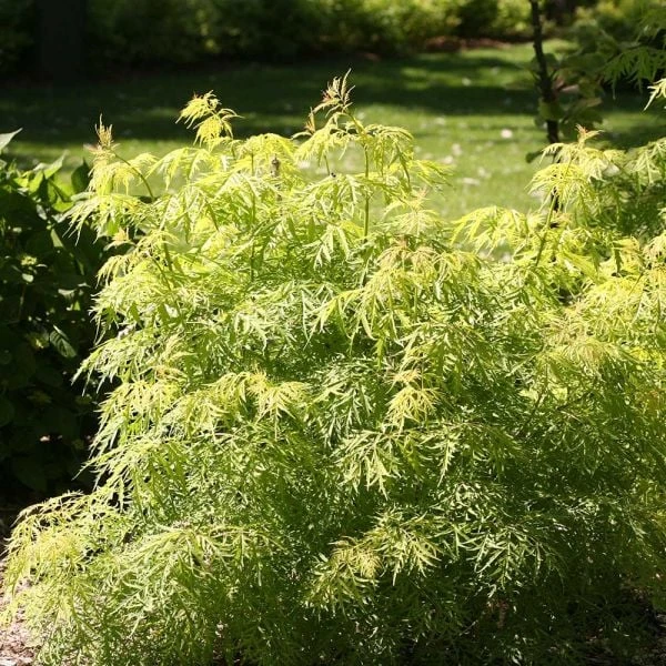 Sambucus Racemosa Lemony Lace®