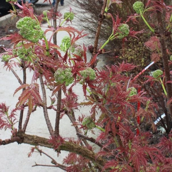 Sambucus Racemosa Lemony Lace® - Image 2