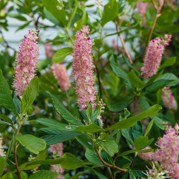 Clethra Alnifolia 'Ruby Spice' - Image 2