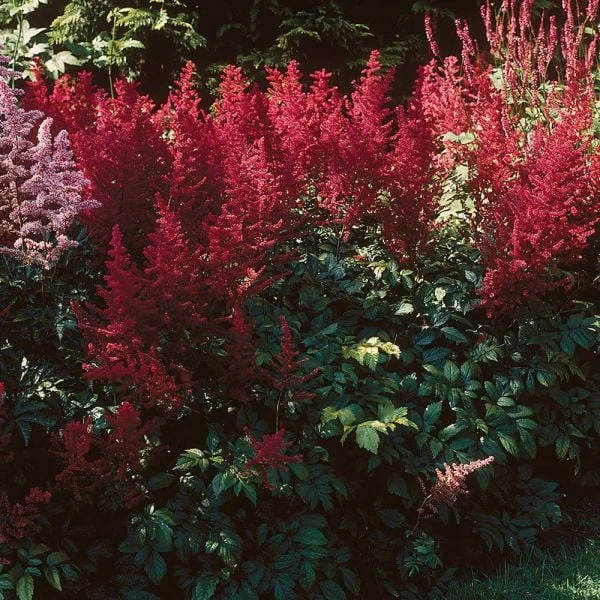 Astilbe X Arendsii 'Fanal' - Image 4
