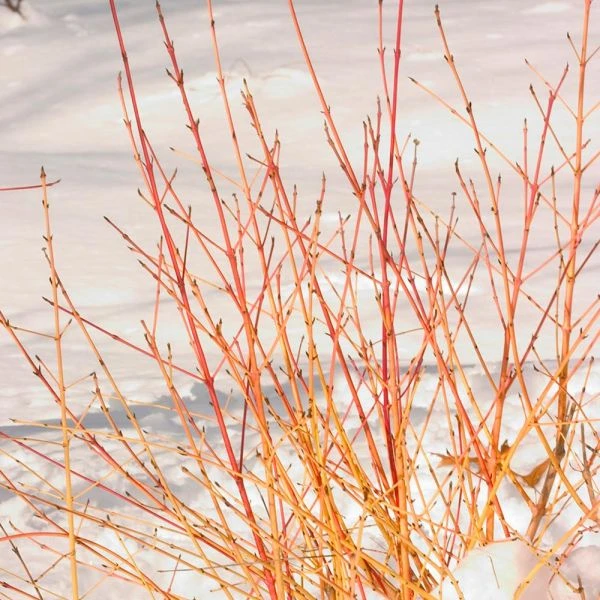 Cornus Sanguinea Arctic Sun® - Image 2