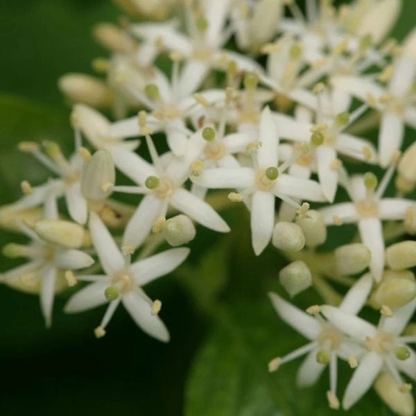 Cornus Sanguinea Arctic Sun® - Image 3