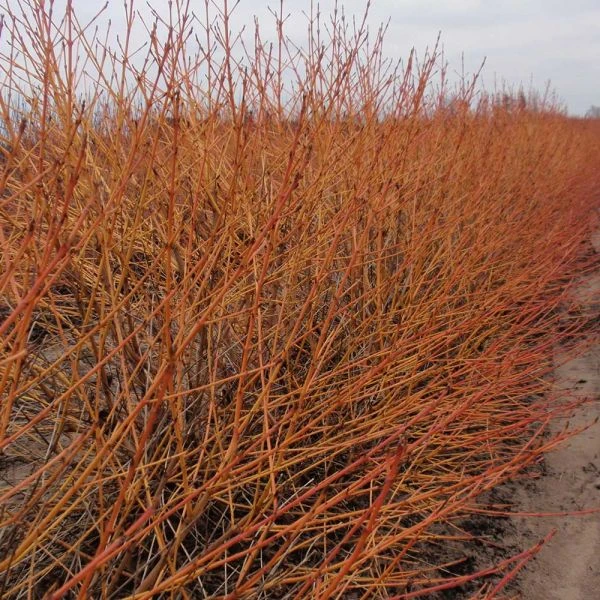 Cornus Sanguinea Arctic Sun® - Image 4