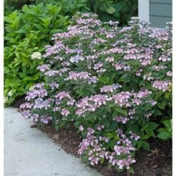 Hydrangea Serrata Tiny Tuff Stuff™ - 1 Gallon Pot