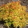 Spiraea Japonica Double Play® Candy Corn®
