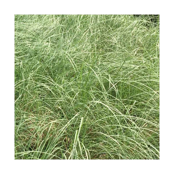 Ornamental Grass: Muhlenbergia Reverchonii Undaunted® - Image 3