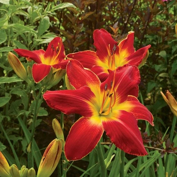 Hemerocallis (Daylily) 'All American Chief' - Image 3