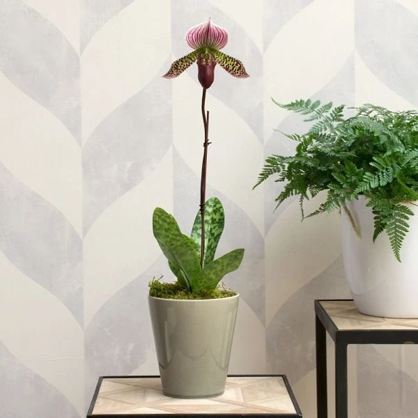 Burgundy Lady's Slipper Orchid In 4½" Ceramic Cachepot - Image 2