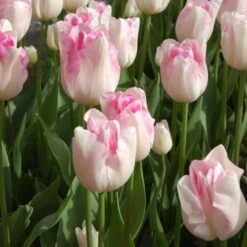 Tulip 'Infinity'