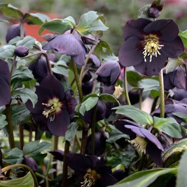 Helleborus Honeymoon® 'New York Night' - Image 2