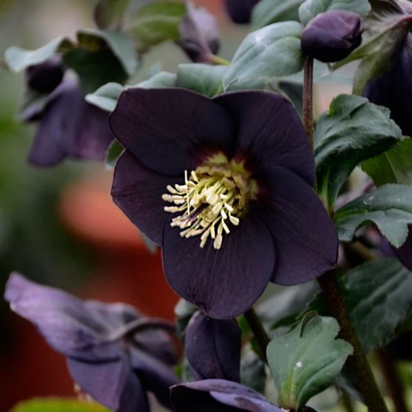 Helleborus Honeymoon® 'New York Night' - Image 3