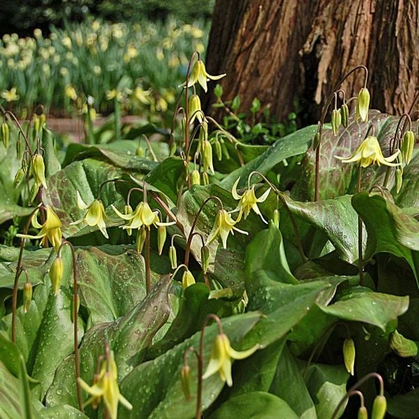 Erythronium 'Pagoda' - Image 2