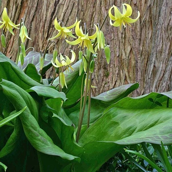 Erythronium 'Pagoda' - Image 3