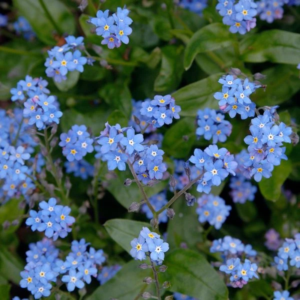 Myosotis Sylvatica - Image 4