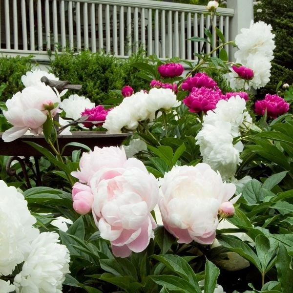 Old-Time Peony Collection - Image 6